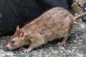 How to Get Mice Out of Walls